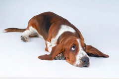 basset_6_175647465