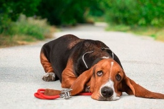 basset_8_175647465