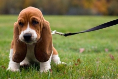 basset_9_175647465