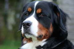 bernskij-zennenxund_10_163653644