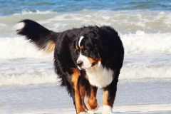 bernskij-zennenxund_11_163653644