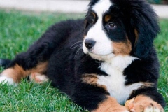 bernskij-zennenxund_13_163653644