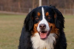 bernskij-zennenxund_14_163653644