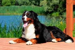 bernskij-zennenxund_15_163653644