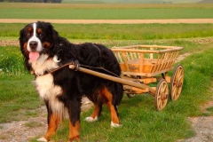 bernskij-zennenxund_17_163653644