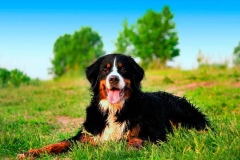 bernskij-zennenxund_18_163653644