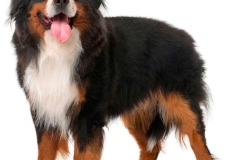 bernskij-zennenxund_19_163653644