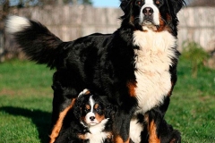 bernskij-zennenxund_5_163653644