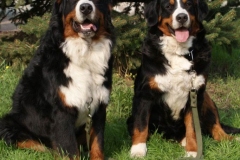 bernskij-zennenxund_6_163653644