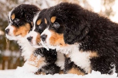 bernskij-zennenxund_8_163653644