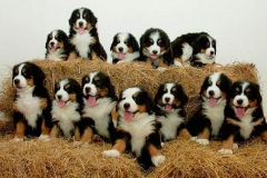 bernskij-zennenxund_9_163653644