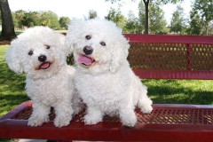 bichon-frise_100