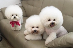 bichon-frise_101