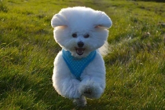 Ozzie the multi-skilled Bichon FrisÈ who has a loyal following on social media where his owner often posts super cute pictures and videos. An adorable pet dog has built up his an impressive online following after being pictured in a series of hilarious poses - including Skateboarding. The multi-skilled Bichon FrisÈ Ozzie has proven himself a dab hand at a range of tasks including riding a skateboard, dancing around and he can even fold laundry.  His proud owner Kayleigh Langdon, Torrington, Devon, set up a Facebook page for the playful pooch, which has nearly 4,000 likes and has been used to share entertaining videos of him. Kayleigh, 26, who owns dog grooming salon The Classy Canine, has also dressed Ozzie up in glasses, bow ties, and has even photographed him with a rose in his mouth. She said: ?Bichons are big characters; they love to be the centre of attention. Photo by SWNS/ABACAPRESS.COM  | 489837_012 Royaume Uni United Kingdom