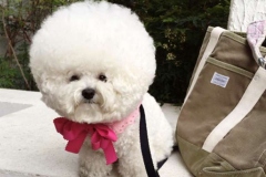bichon-frise_104