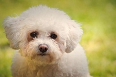 bichon-frise_105