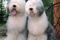 bobteyl_008