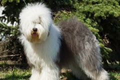 bobteyl_011