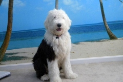 bobteyl_012