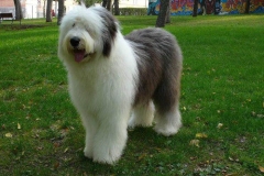 bobteyl_013