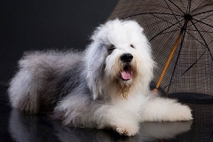bobteyl_015