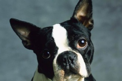 boston-terrier_10_75648484756