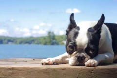 boston-terrier_11_75648484756