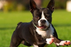 boston-terrier_12_75648484756