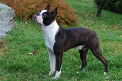 boston-terrier_13_75648484756