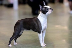boston-terrier_14_75648484756