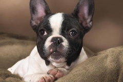 boston-terrier_15_75648484756