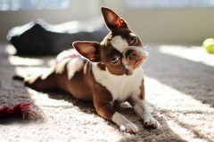 boston-terrier_16_75648484756