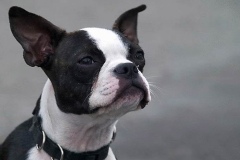 boston-terrier_17_75648484756