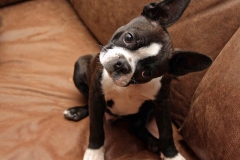 boston-terrier_18_75648484756