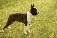 boston-terrier_19_75648484756