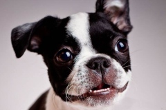 boston-terrier_5_75648484756