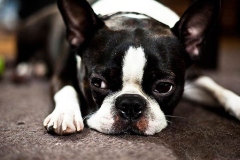 boston-terrier_7_75648484756