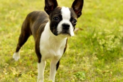 boston-terrier_8_75648484756