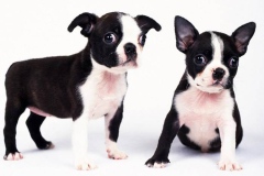 boston-terrier_9_75648484756