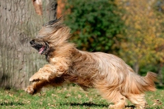 briar_12_165748865657