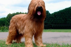 briar_13_165748865657