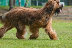 briar_14_165748865657