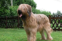 briar_15_165748865657