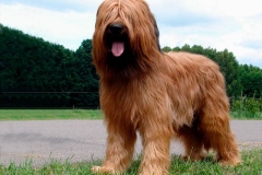 briar_19_165748865657