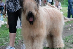 briar_20_165748865657