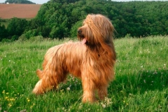 briar_6_165748865657