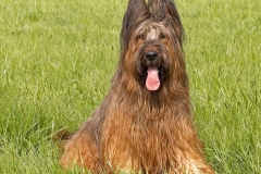 briar_7_165748865657