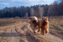 briar_9_165748865657