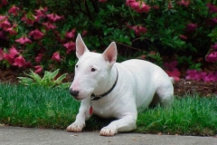 Bulterer_10