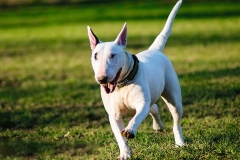 Bulterer_17
